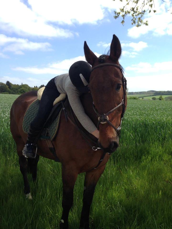 Anden særlig race Contess - 23. maj 2015 hvor Contess blev udlånt billede 2