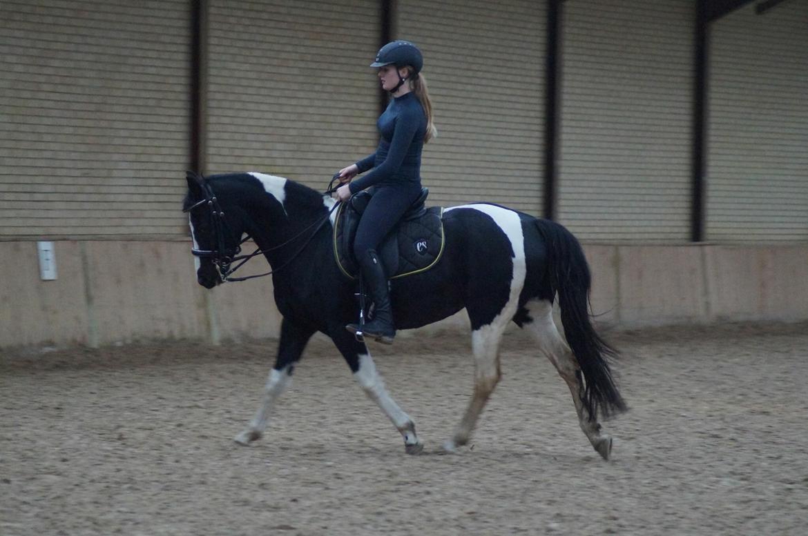 Paint Eskelunds Helga <3  - Dressur træning 2015 <3 billede 16