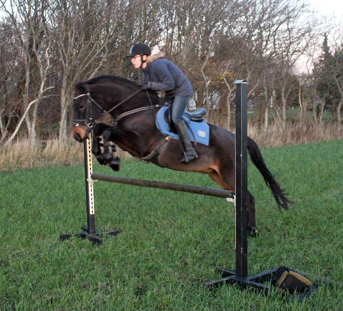 New Forest Skovens Micon  - November 2015 | Stjerneponyen og jeg over 90 cm!♥. billede 7