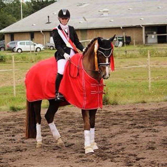 Dansk Varmblod Don Giovanni af Ovh. billede 2