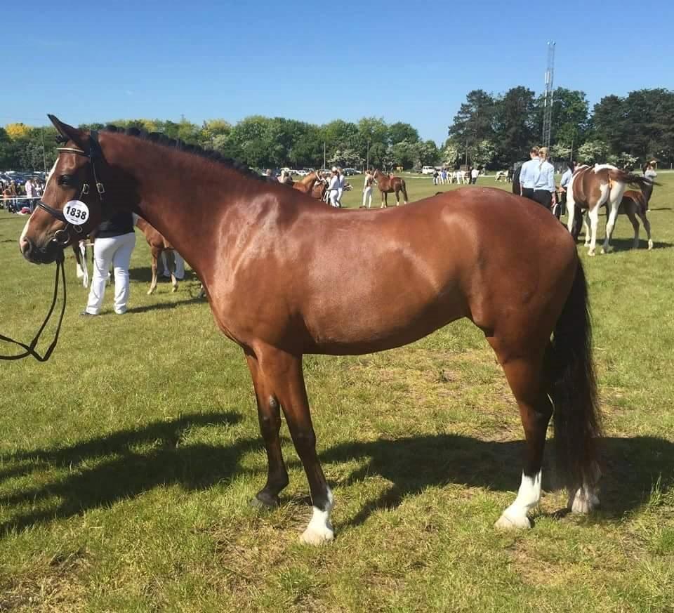 Welsh Partbred (Sec F) Katrinebjergs Ronja   A-pony billede 6