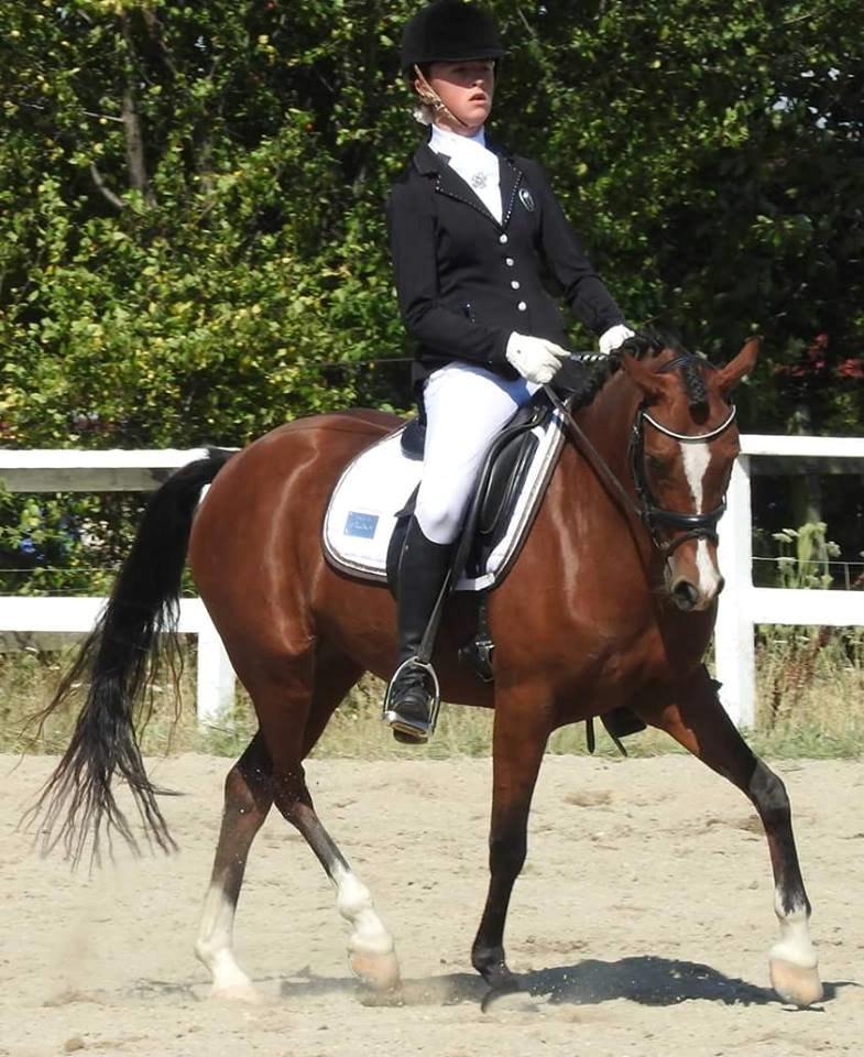 Welsh Partbred (Sec F) Katrinebjergs Ronja   A-pony billede 7