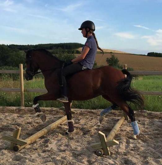 Welsh Partbred (Sec F) Katrinebjergs Ronja   A-pony billede 12