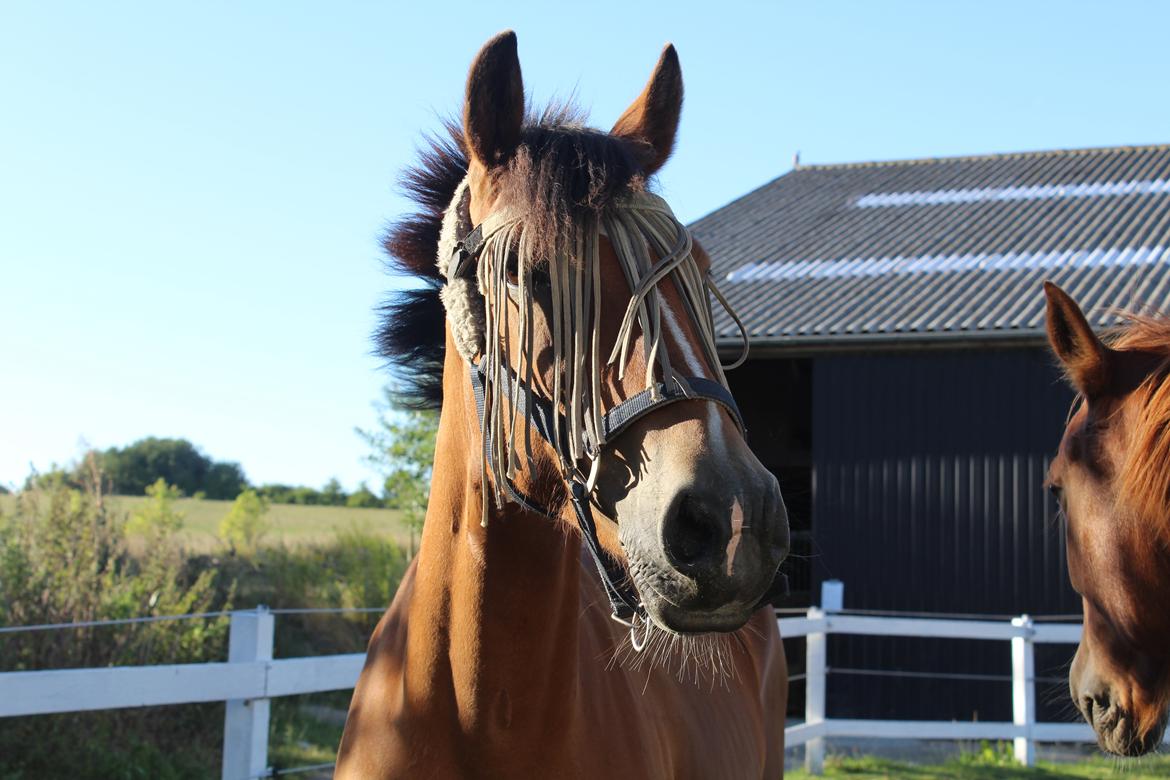 Anden særlig race Serena - Du så fin! billede 4