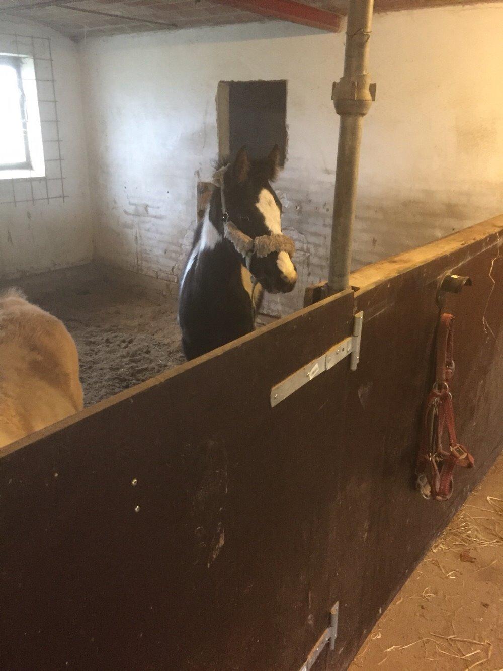 Barockpinto Revsgaards Rhapsody billede 30