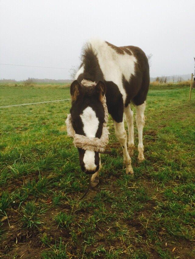 Barockpinto Revsgaards Rhapsody billede 32