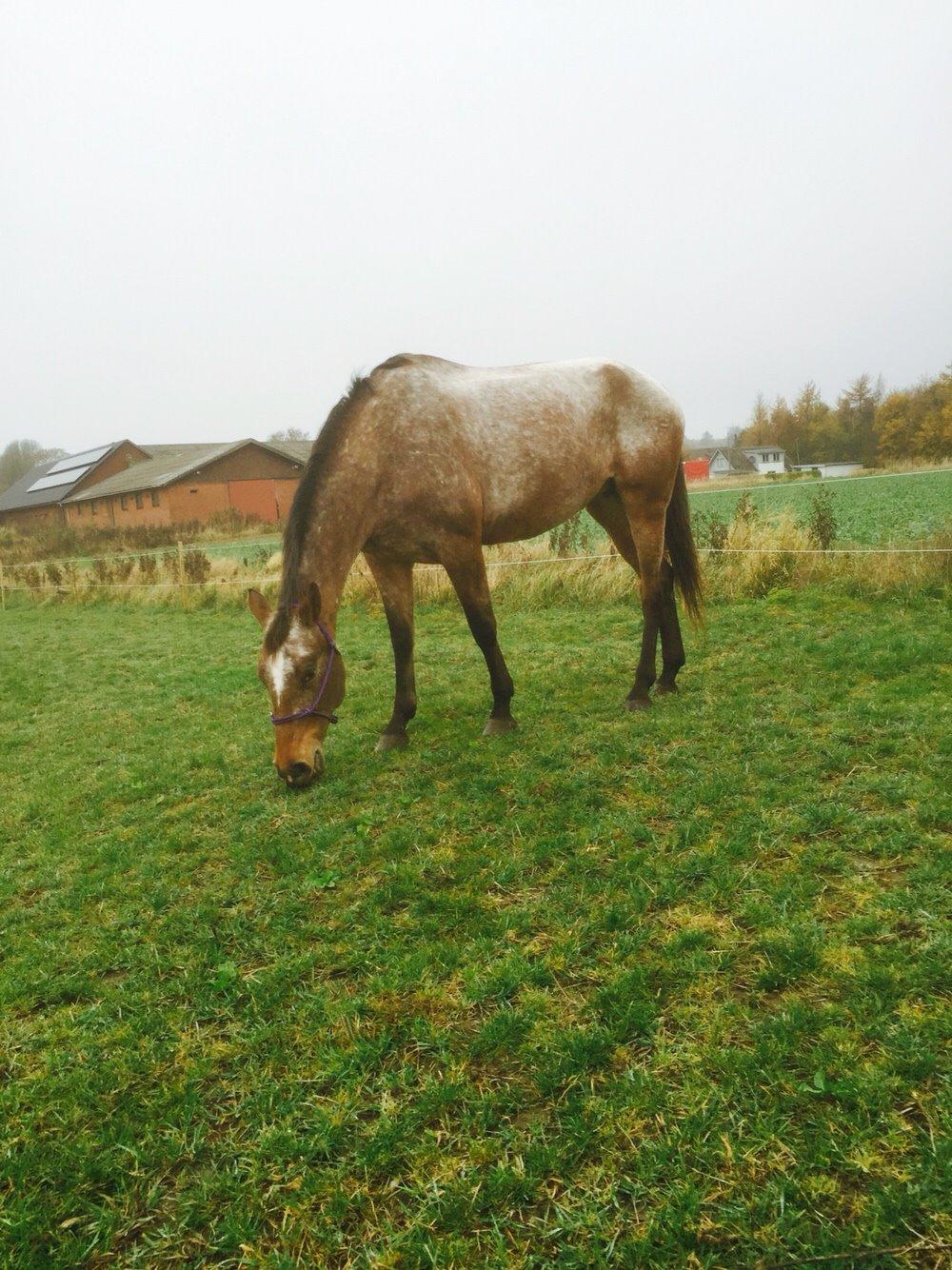 Knabstrupper Altena Vejlø billede 35
