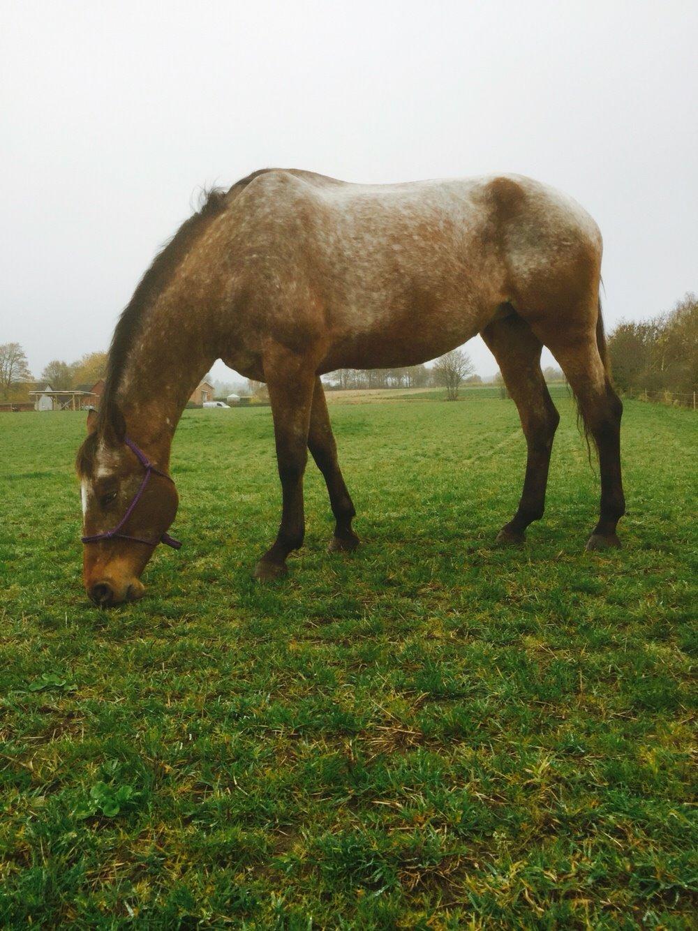 Knabstrupper Altena Vejlø billede 32