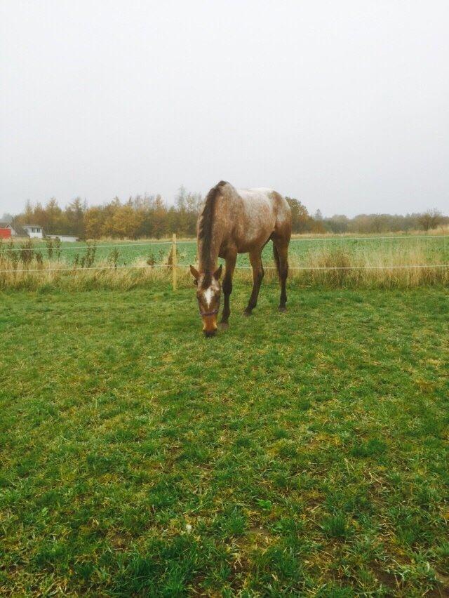 Knabstrupper Altena Vejlø billede 36