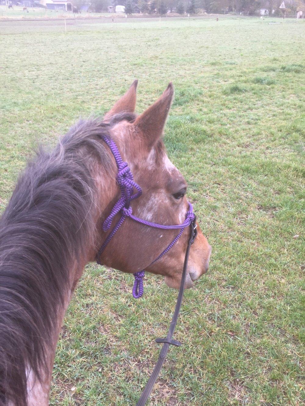 Knabstrupper Altena Vejlø billede 37