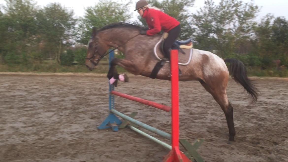 Knabstrupper Altena Vejlø billede 38