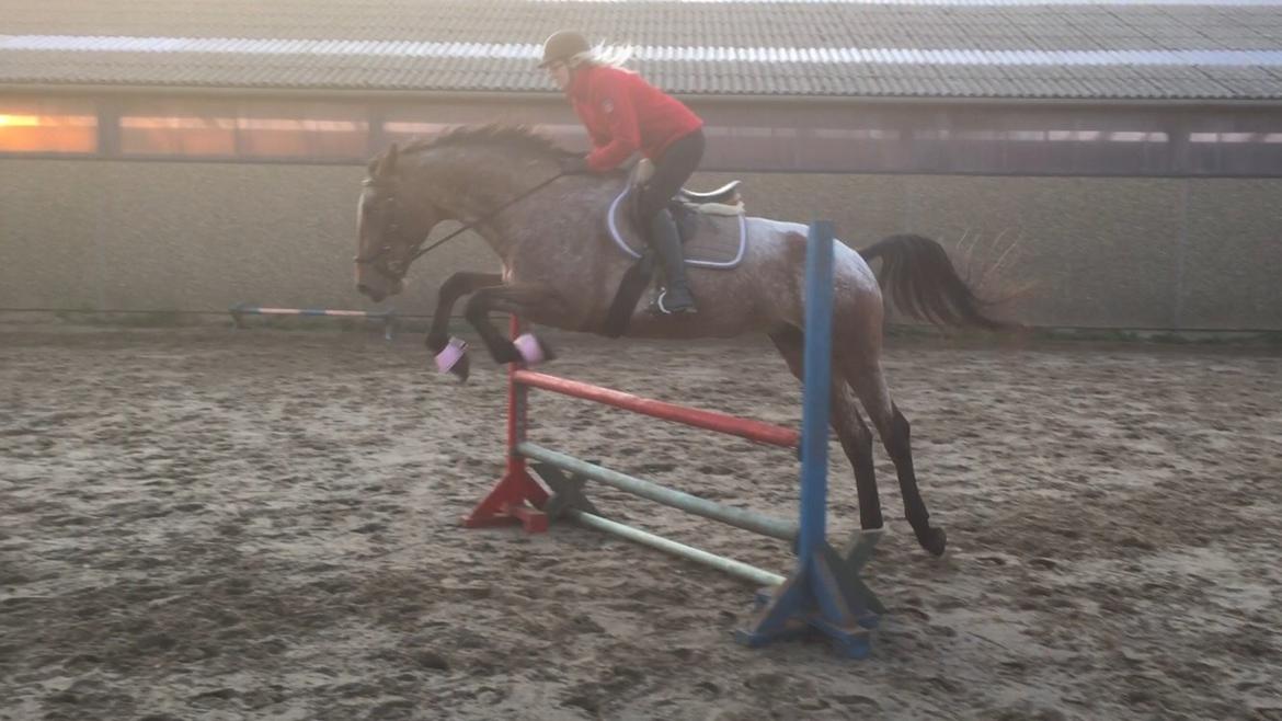 Knabstrupper Altena Vejlø billede 39