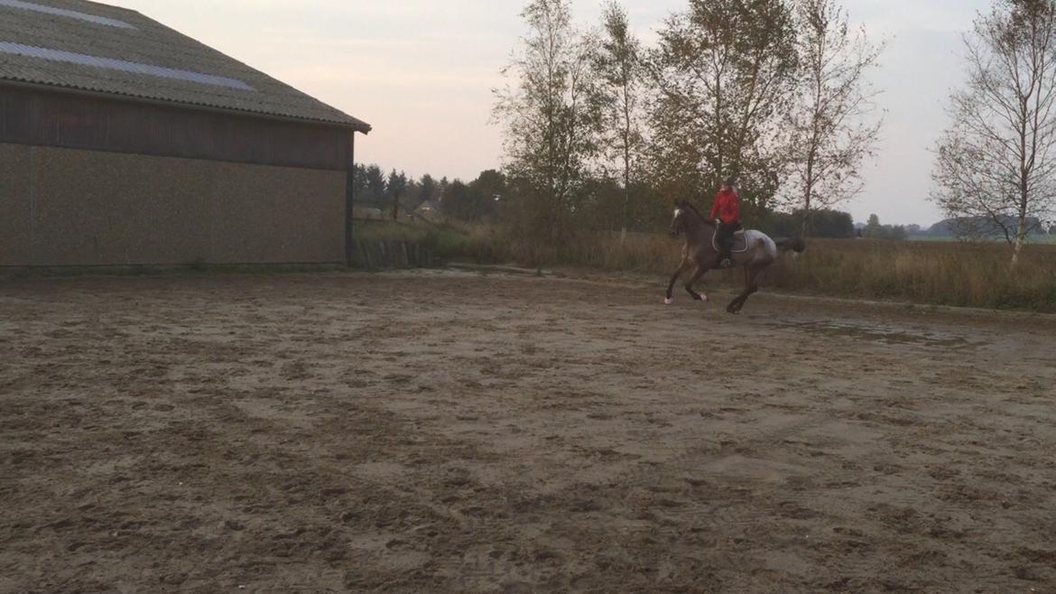 Knabstrupper Altena Vejlø billede 40