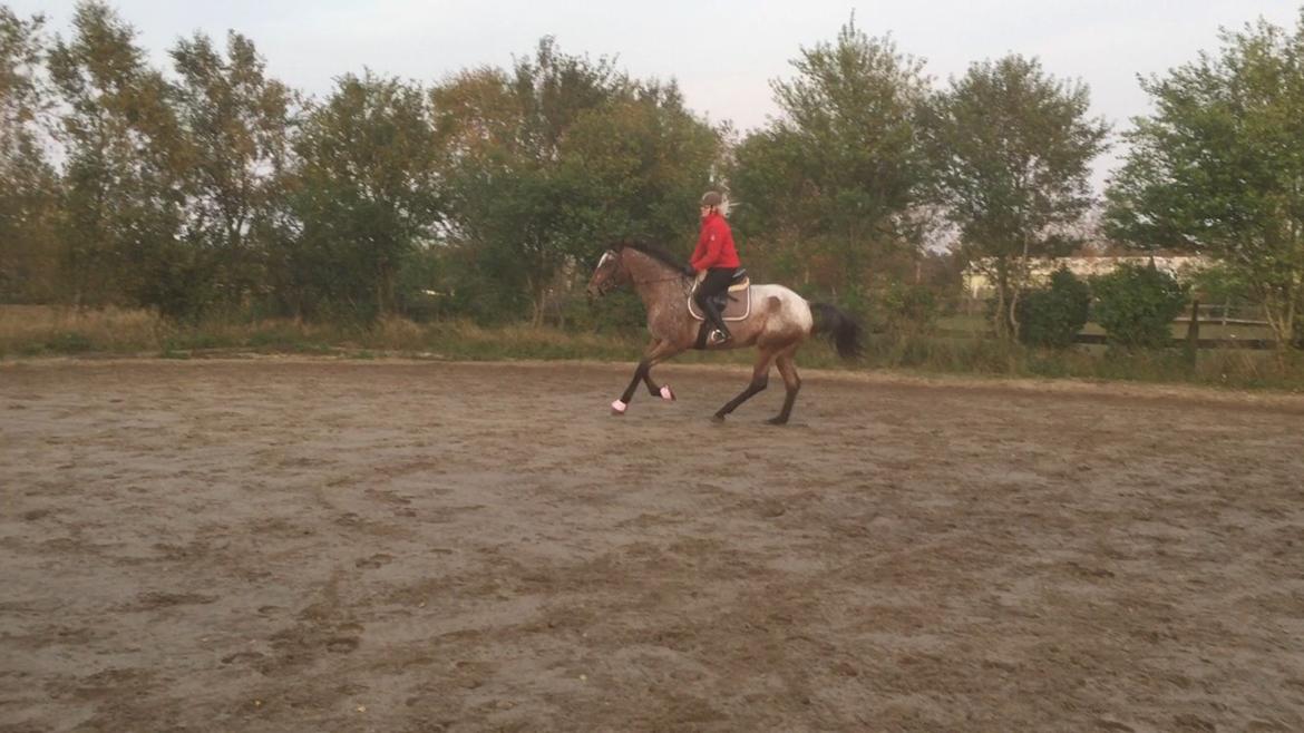 Knabstrupper Altena Vejlø billede 41