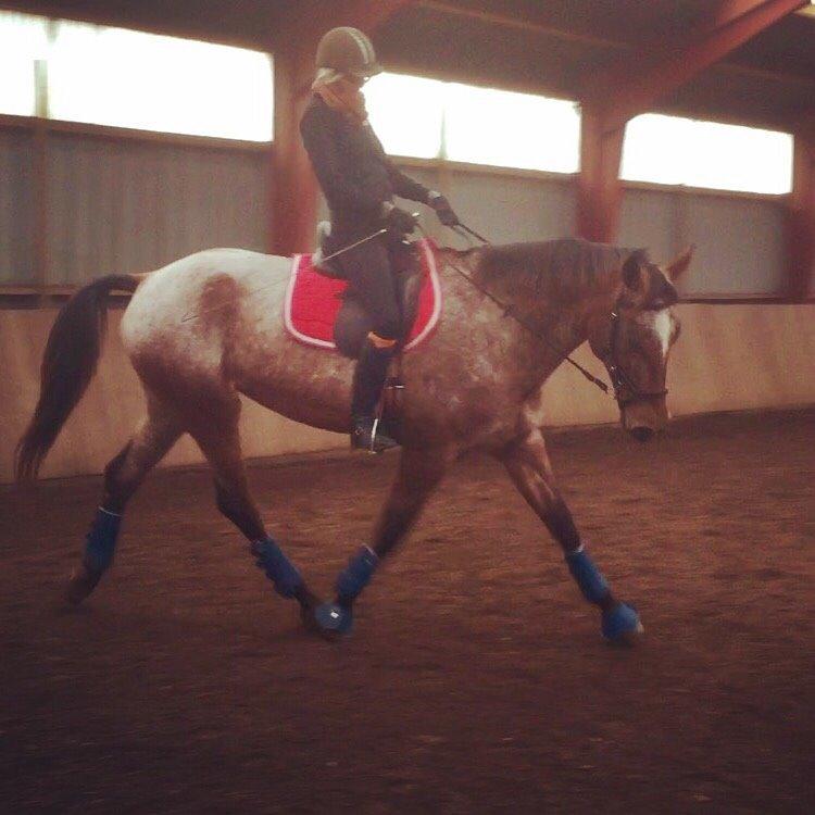 Knabstrupper Altena Vejlø billede 46