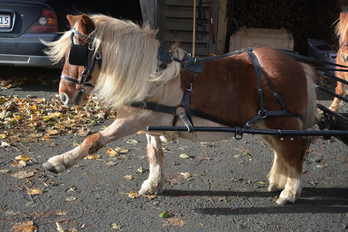 Shetlænder *Sofus* - 12/11-15 Sofus er utålmodig. Han kan slet ikke vente til at komme afsted med vognen i sin nye vinterfrits! :D billede 1