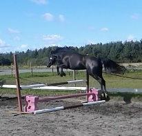 New Forest Azalia - Løsspring sommeren 2015.  billede 14