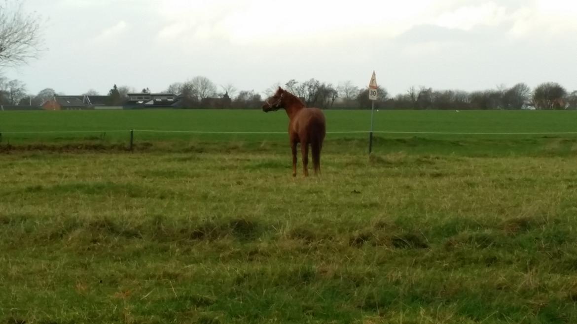 Anden særlig race Charlie By Fidelaty  billede 33