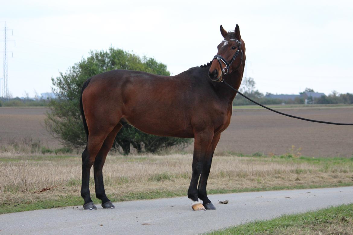 Irsk Sportshest Captain jack sparrow billede 18