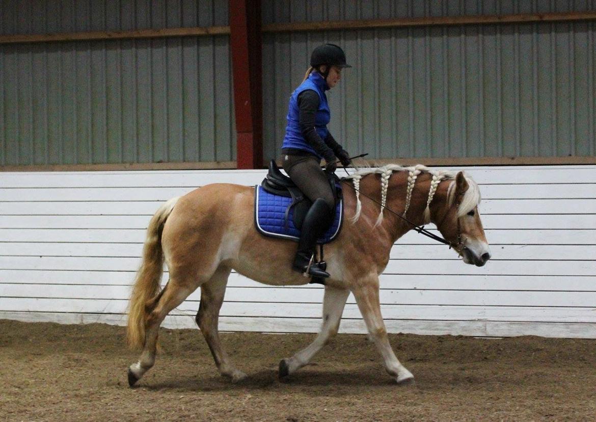 Tyroler Haflinger Hoya Af Elghuset billede 2