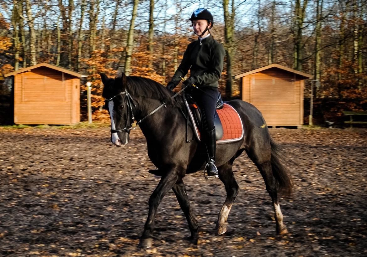 New Forest Southforks Athos - Dressurtræning efterår 2015 billede 23