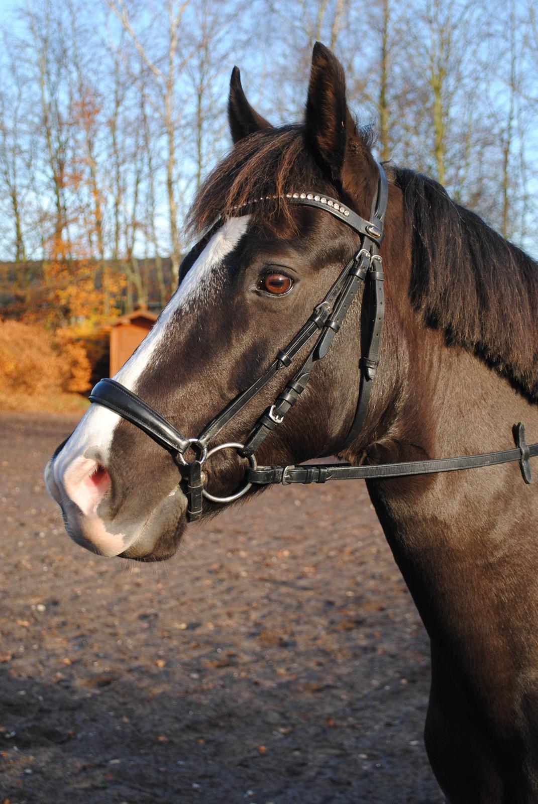 New Forest Southforks Athos - Efterår 2015 billede 1