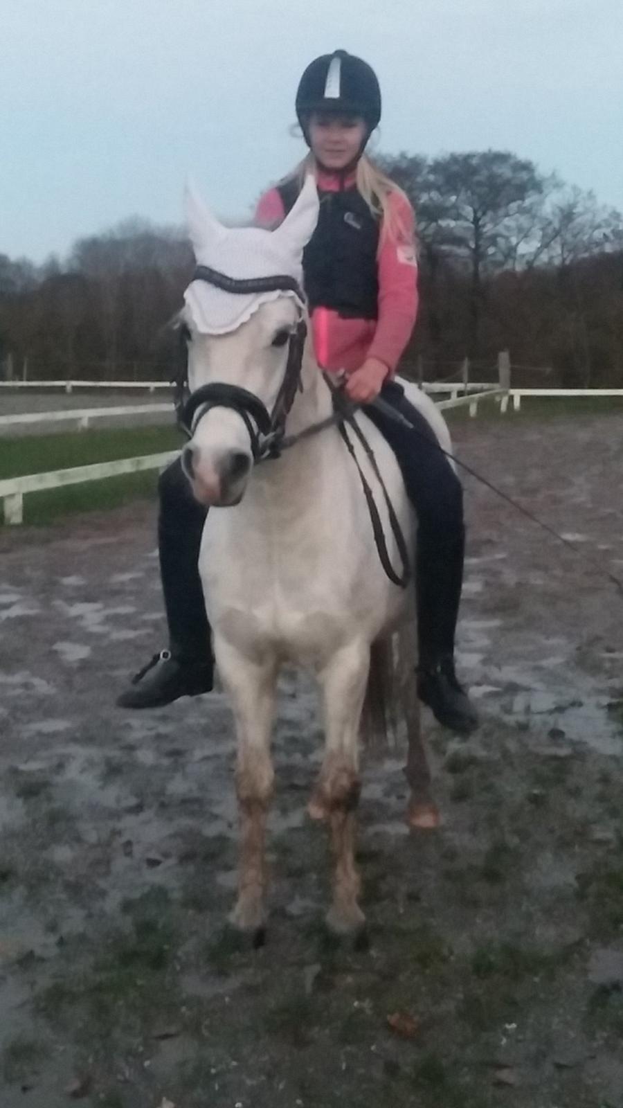 Welsh Pony (sec B) Serenity D billede 14