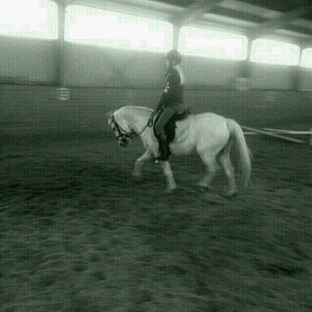 Welsh Pony (sec B) Serenity D billede 15