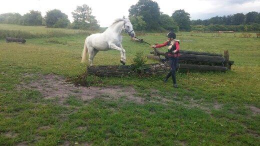 Welsh Pony (sec B) Serenity D billede 16