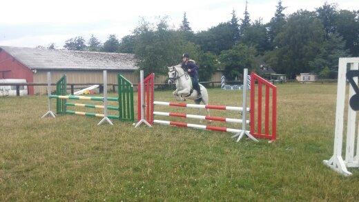 Welsh Pony (sec B) Serenity D billede 17