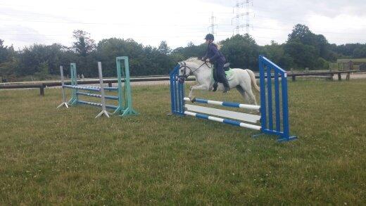 Welsh Pony (sec B) Serenity D billede 18