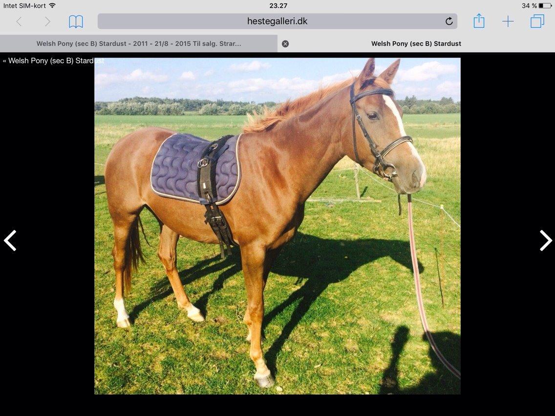 Welsh Partbred (Sec F) Stardust billede 7