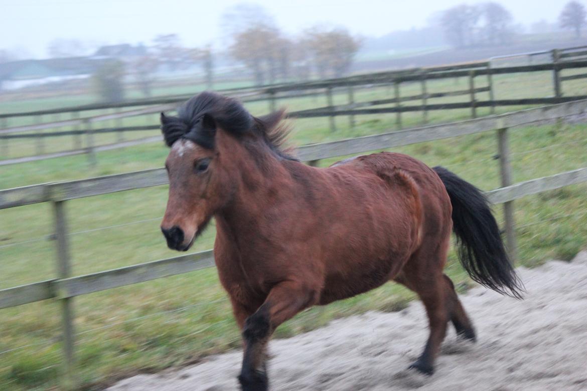 Islænder Vigdis fra Frederiksdal billede 30