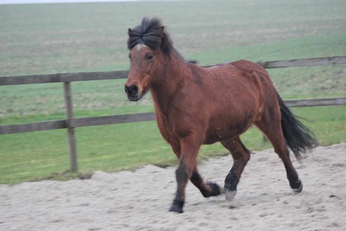 Islænder Vigdis fra Frederiksdal billede 5
