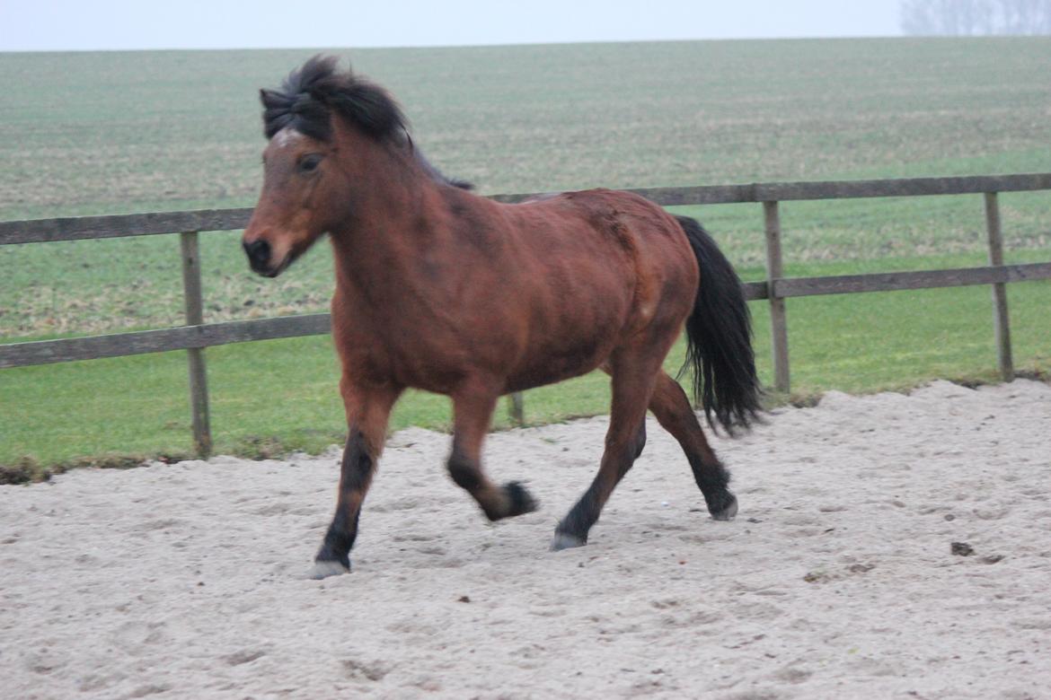 Islænder Vigdis fra Frederiksdal billede 31