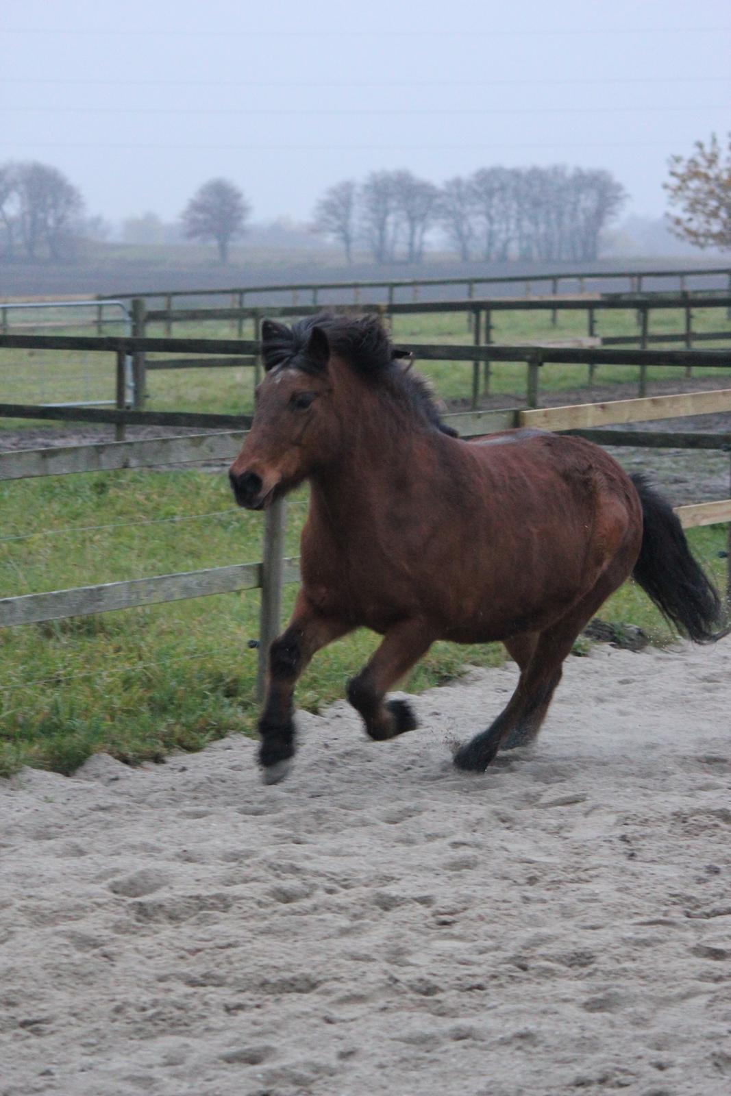 Islænder Vigdis fra Frederiksdal billede 3