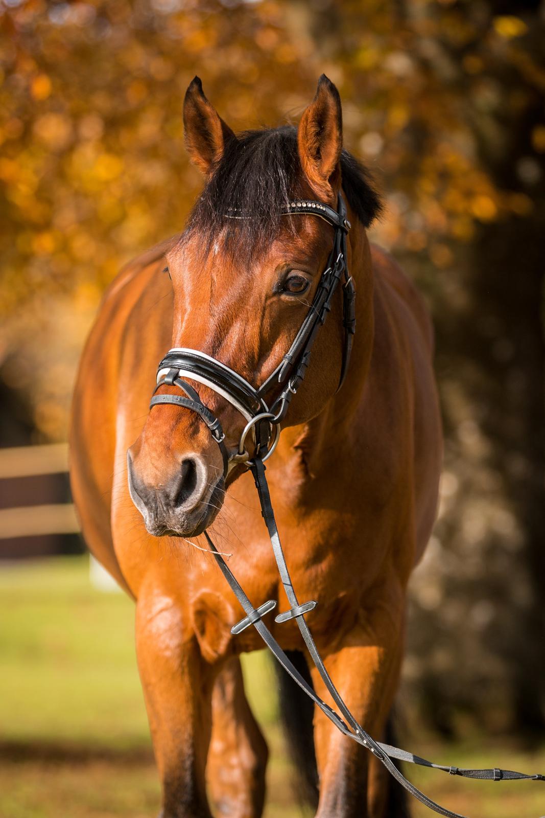 Anden særlig race Archibald - Foto: Cecilie Graversen billede 12