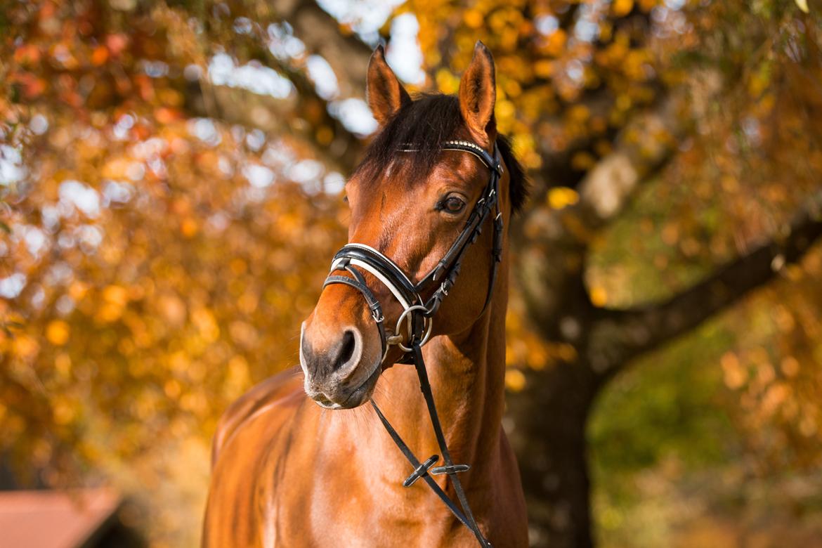 Anden særlig race Archibald - Foto: Cecilie Graversen billede 17