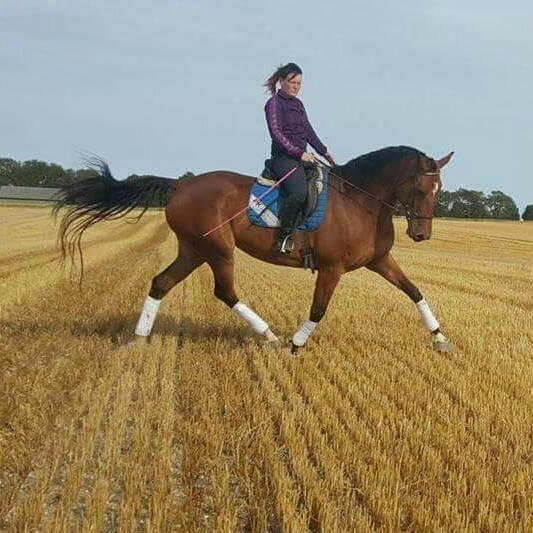 Dansk Varmblod Kira-blusbakke billede 1