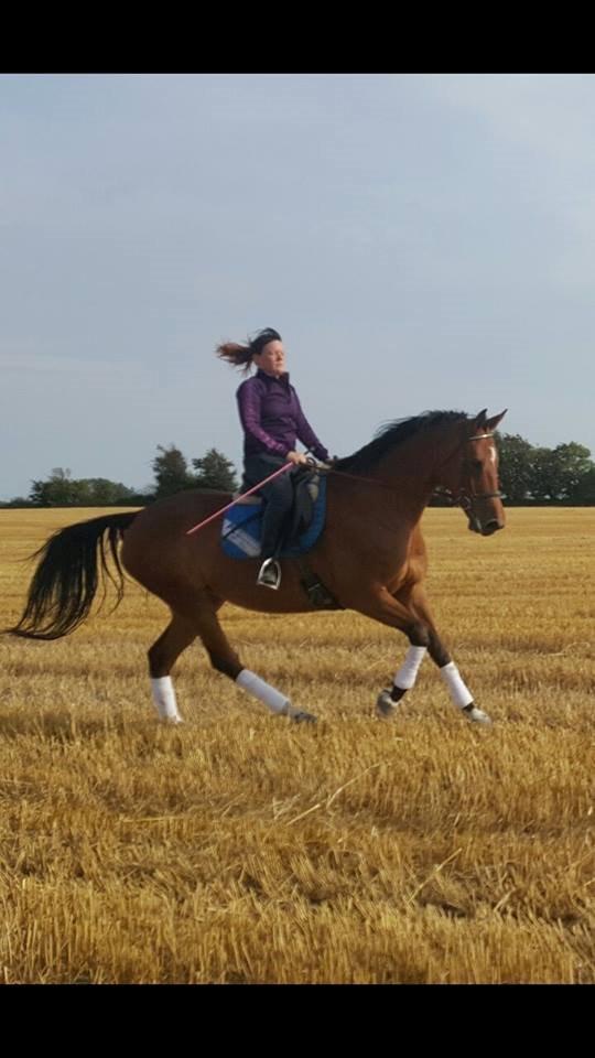 Dansk Varmblod Kira-blusbakke billede 2