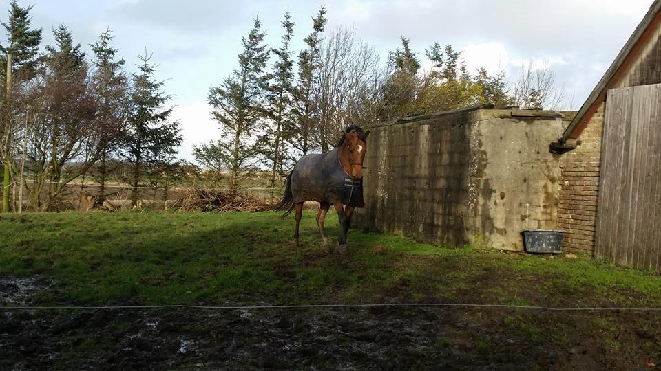 Dansk Varmblod Kira-blusbakke billede 4