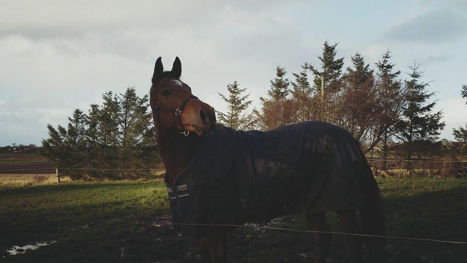 Dansk Varmblod Kira-blusbakke billede 5
