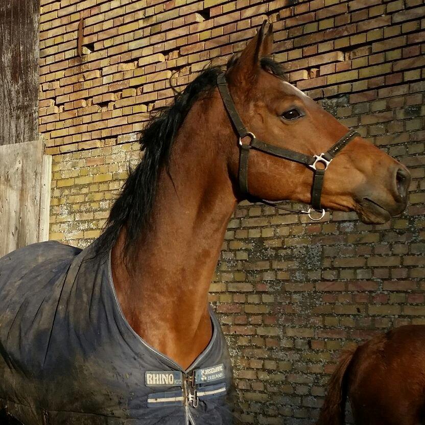 Dansk Varmblod Kira-blusbakke billede 6