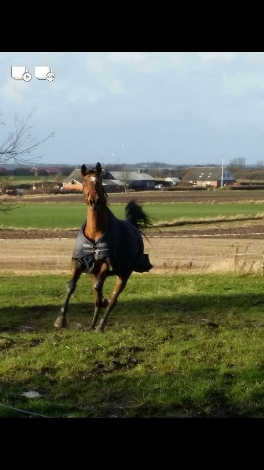 Dansk Varmblod Kira-blusbakke billede 7