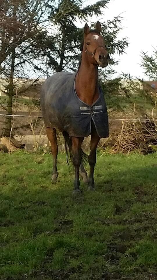 Dansk Varmblod Kira-blusbakke billede 8