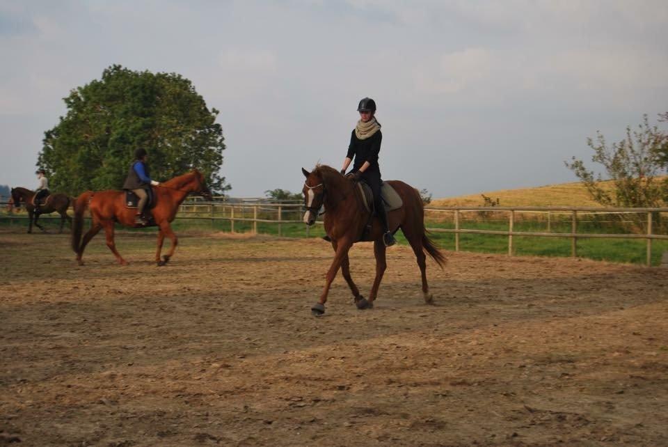 Sportsaraber (A) Ziff-zalia - Skøn hest til træning en lørdag eftermiddag billede 15