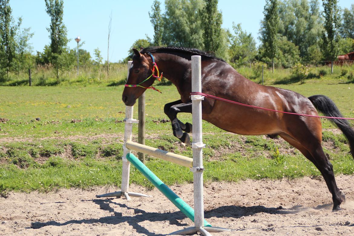 Anden særlig race Bakkegårdens Playboy - Lille Playboy over 70 cm *Foto Simone* [1-7-2015] billede 18
