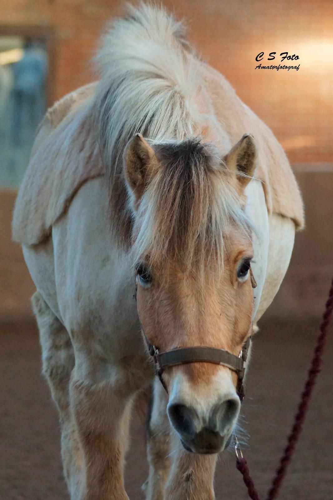 Fjordhest Boye billede 18