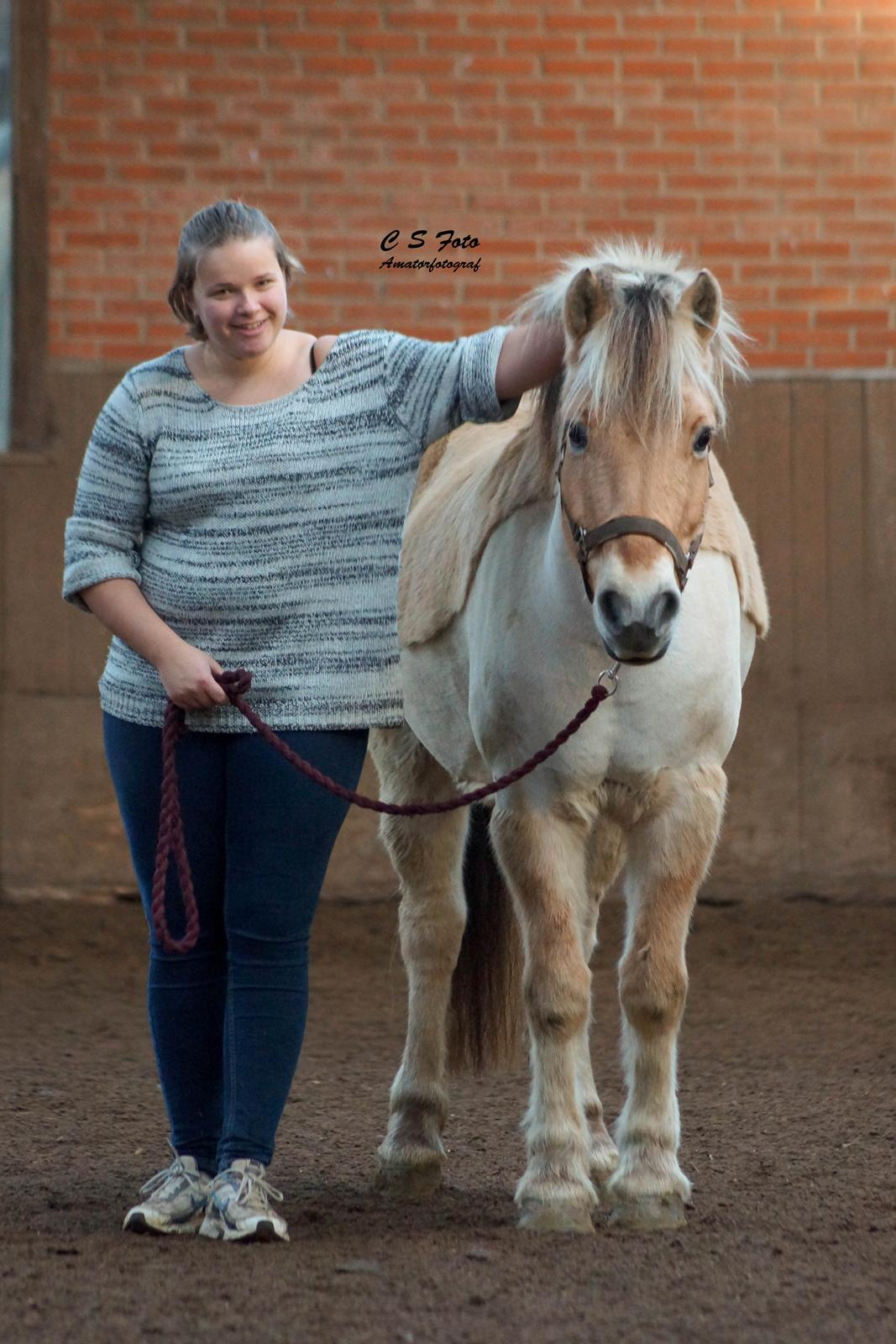 Fjordhest Boye billede 14