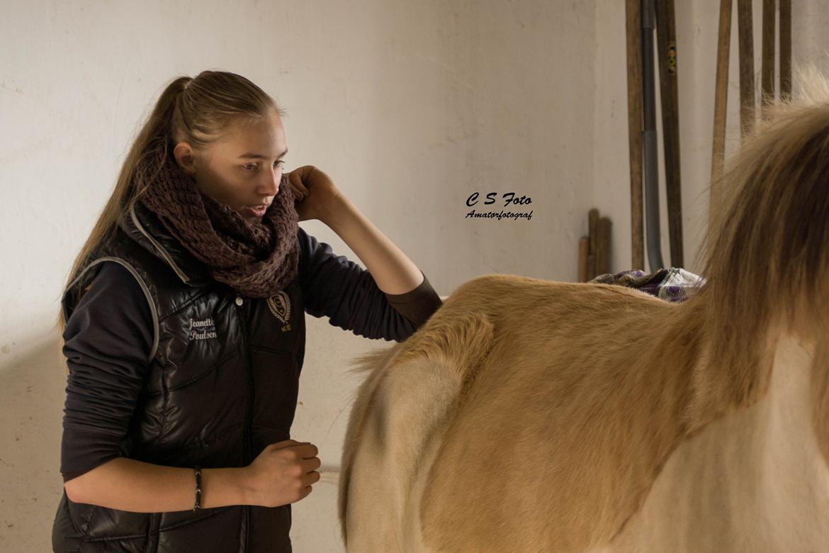 Fjordhest Boye billede 4